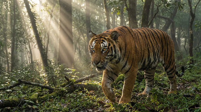 萝莉岛老虎视频